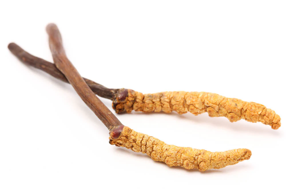 Cordyceps When Nature Calls - Image 3
