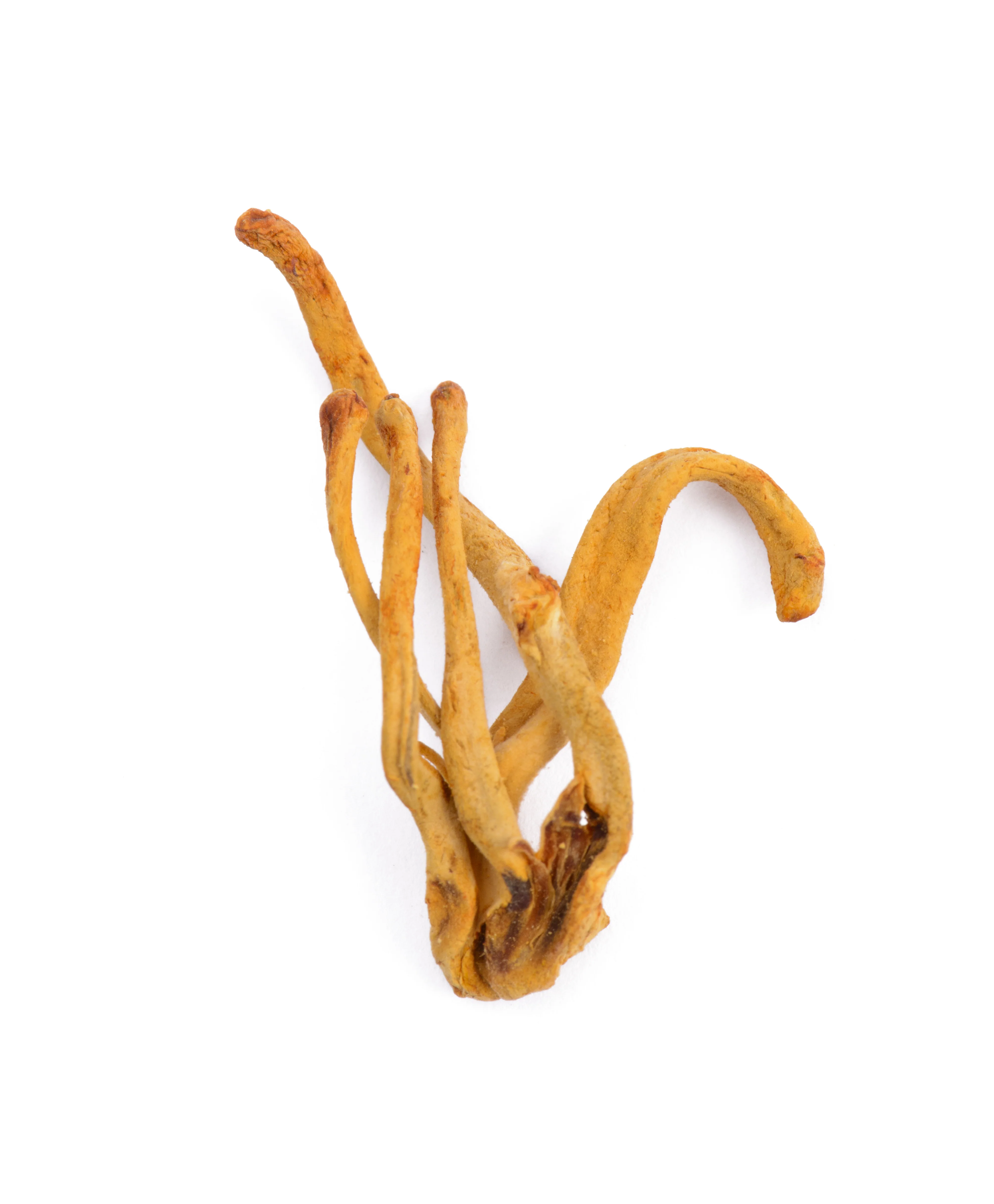 Cordyceps When Nature Calls - Image 4